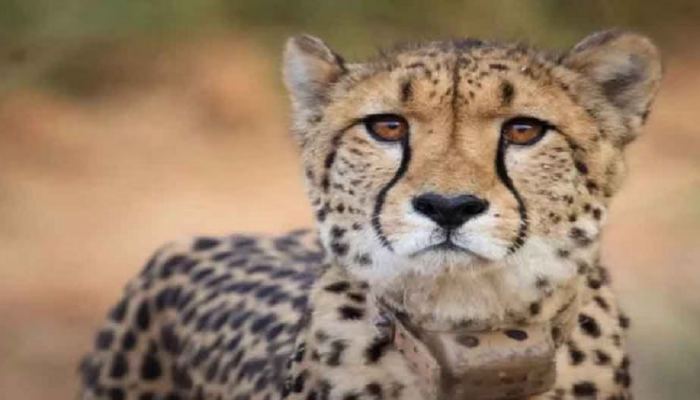 Project Cheetah : नामिबीयाहून भारतात आणलेल्या 'साशा'चा मृत्यू; मोठं कारण समोर 