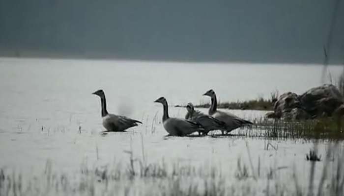 Bar Headed Goose : विमान आणि ट्रेनपेक्षा सुपरफास्ट स्पीड; दिवसाला 1600 किमी उडण्याची क्षमता असलेला पक्षी