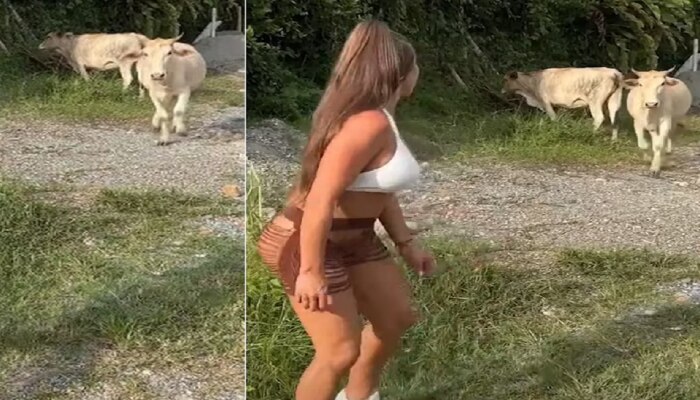 Viral News : शेतात &#039;ती&#039; देत होती फोटोसाठी पोझ आणि तेवढ्यात आली गाय अन् मग...