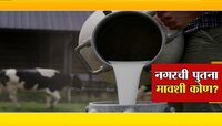 तुमच्या दुधात विष? भेसळखोरांनी केला कहर... नगर जिल्ह्यात धक्कादायक प्रकार उघडकीस