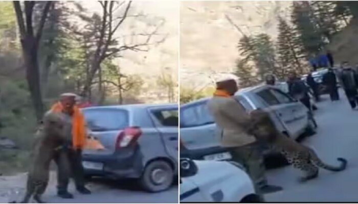 Viral Video : अचानक जंगलातून &#039;त्या&#039; व्यक्तीसमोर आला बिबट्या, वाहतूक खोळंबली अन् मग...
