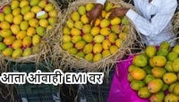 Mango on EMI: आता आंबाही EMI वर विकत घेता येणार! पुण्यात सुरु झाली विक्री