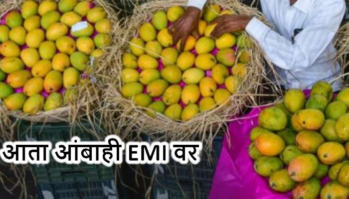 Mango on EMI: आता आंबाही EMI वर विकत घेता येणार! पुण्यात सुरु झाली विक्री