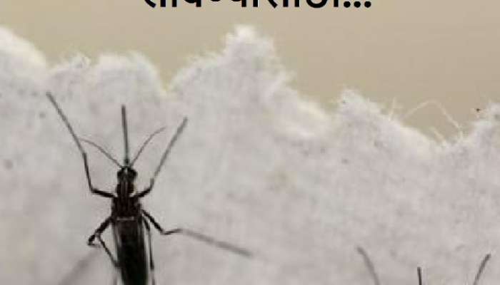 mosquito issue