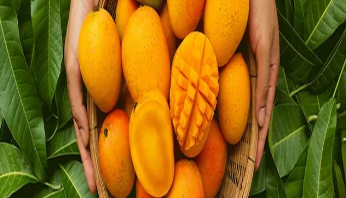 Hapus Mango in mumbai pune market How To Identify original Alphonso Mango simple steps in marathi