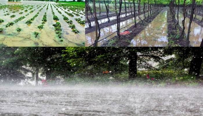 Maharashtra Unseasonal Rain :  राज्यात पुढचे 2 दिवस विजांच्या कडकडाटासह पावसाचा इशारा; शेती, द्राक्ष आणि फळबागांचं नुकसान, शेतकरी हवालदिल