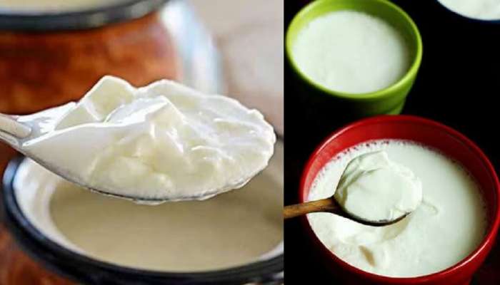 Curd Side Effects: 'या' व्यक्तींनी चुकूनही करू नये दह्याचे सेवन, शरीरावर होतात गंभीर परिणाम 
