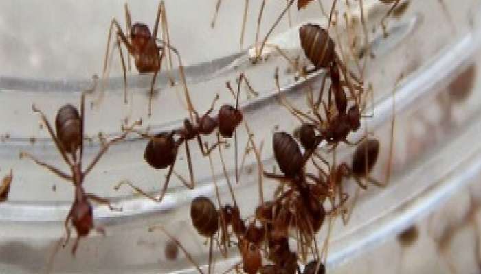 how to get rid of ants at home know the home remedies for ants health news marathi