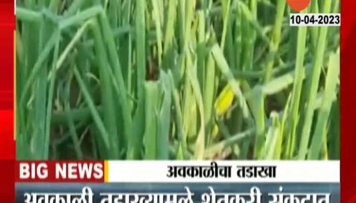 Pune Ambegaon Ground Report On Damage From Unseasonal Rainfall