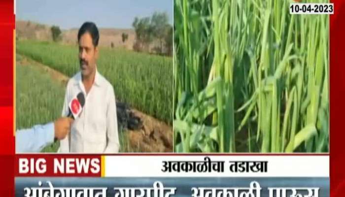 Pune Ambegaon Onion Loss due to Rain farmers in tension