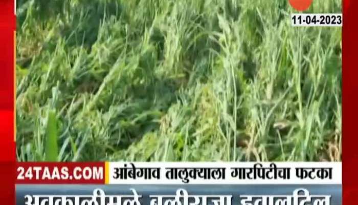 Pune Ambegaon Ground Report Corn Farm Damage From Third Time Unseasonal Rainfall 