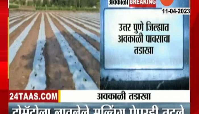 Pune Ambegaon Ground Report Tomato Farm Damage