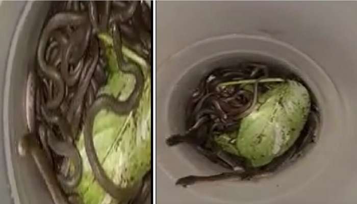Shocking News : घरात सापडली सापाची 39 पिल्ले; गोंदियातील थरकाप उडवणारी घटना