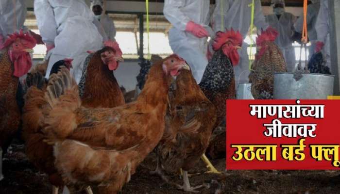 H3N8 : आणखी एका भयानक व्हायरसचा धोका;  H3N8 बर्ड फ्लूमुळे जगात पहिल्यांदाच माणसाचा मृत्यू