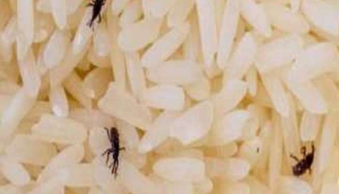 Kitchen Hacks use these tips to get rid of grain mites in rice 