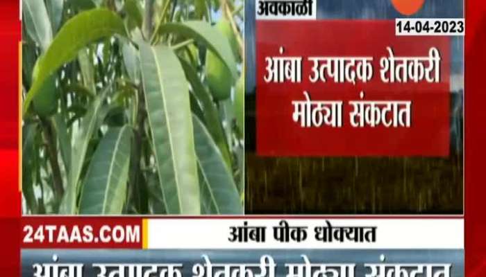 Junnar Farmer On Mango Crop Getting Damage From Climate Condition