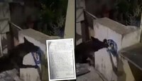 मुख्यमंत्र्यांचं पोस्टर फाडल्याने चक्क कुत्र्याविरोधात पोलीस ठाण्यात तक्रार