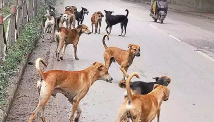 धक्कादायक! मॉर्निंग वॉकला गेलेल्या वृद्धावर 10 ते 12 कुत्र्यांचा हल्ला, ते मदतीसाठी ओरडत होते पण... दुर्देवी मृत्यू