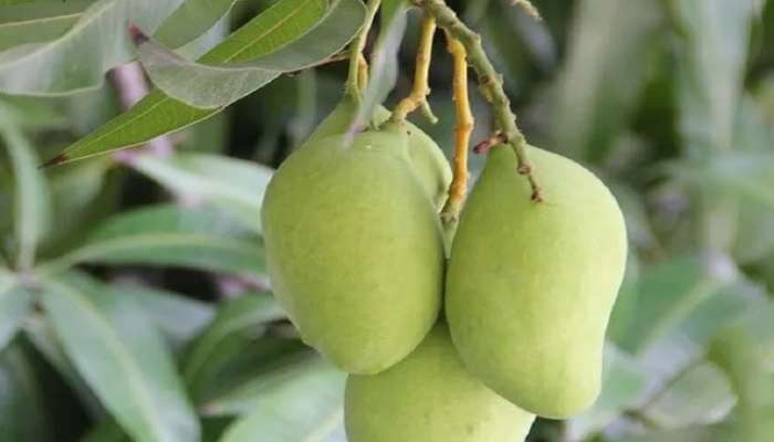 Raw Mangoes For Health: कैरी खा कॅन्सरपासून दूर रहा