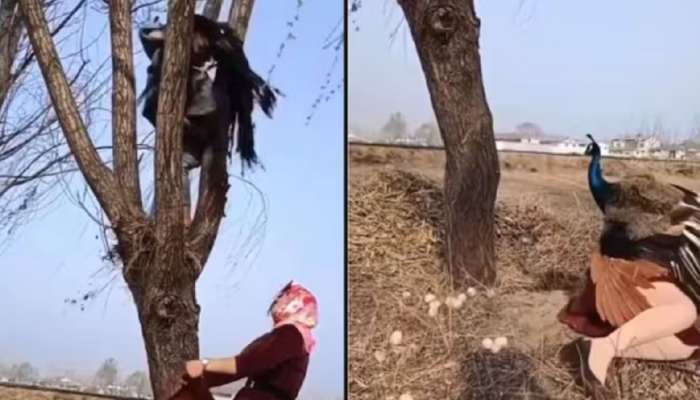 Viral Video: घरट्यातील अंडी चोरण्याचा प्रयत्न करणाऱ्या महिलांना मोराने शिकवला धडा, व्हिडीओ तुफान व्हायरल