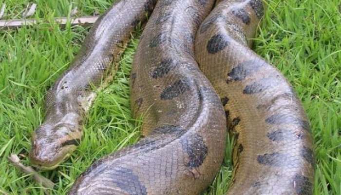 Top 10 Longest Snakes in World