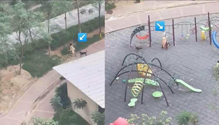 Viral Video: महिला आणि तिच्या पाळीव कुत्र्यावर भटक्या कुत्र्यांनी केला हल्ला, ती संपूर्ण पार्कभर धावत राहिली अन् अखेर...