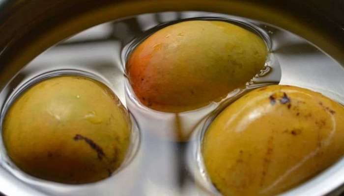 आंबा खाण्यापूर्वी पाण्यात का भिजवून ठेवतात? काय आहे सत्य जाणून घ्या