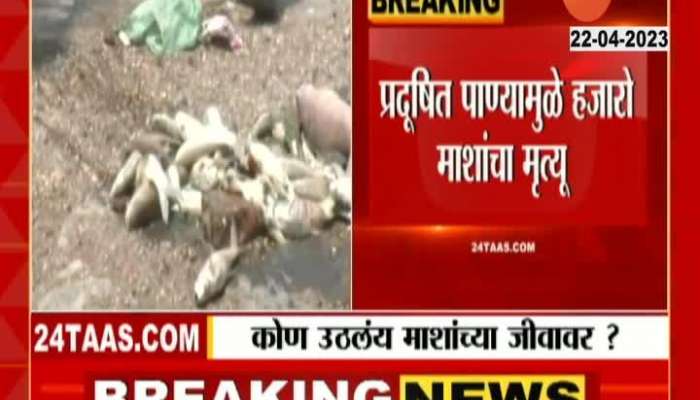 Nanded Godavari River Fishes Found Dead 