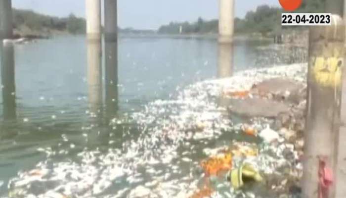 Thousands of fishes died in Godatiri in Nanded