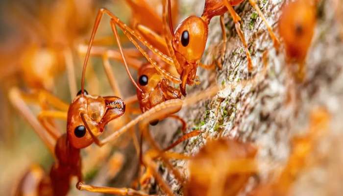 लाल मुंग्यांची चटणी खाण्याचे जबरदस्त फायदे; भारतात फक्त इथेच मिळते  