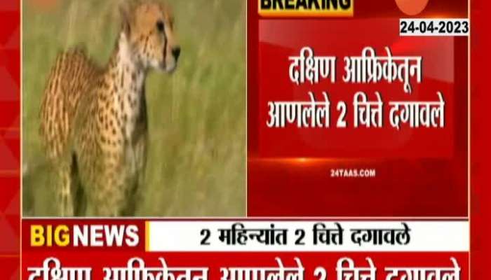 One More Cheetah Passed Away At Madhya Pradesh Zoo