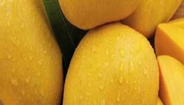 eating too much mango can effect your health know the health tips