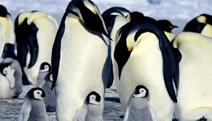 World Penguin Day निमित्त जाणून घ्या नर पेंग्विन मादीला दगड का बरं देतात... 