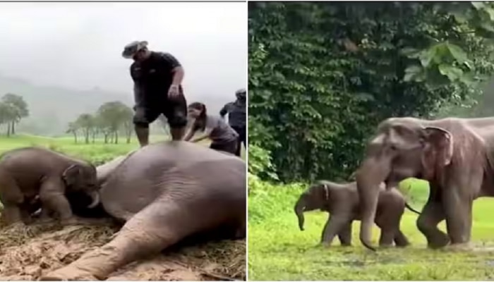 Elephant Viral Video: खड्ड्यात पडलेल्या पिल्लासाठी हत्तीणीचा जीव कासावीस, 3 दिवस 2 रात्र ती...आईचा श्वास थांबला अन् मग...