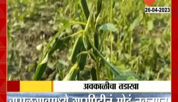 Yavatmal Crop loss due to Unconditional Rain