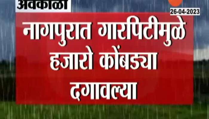 chickens died in Nagpur due to hailstorm