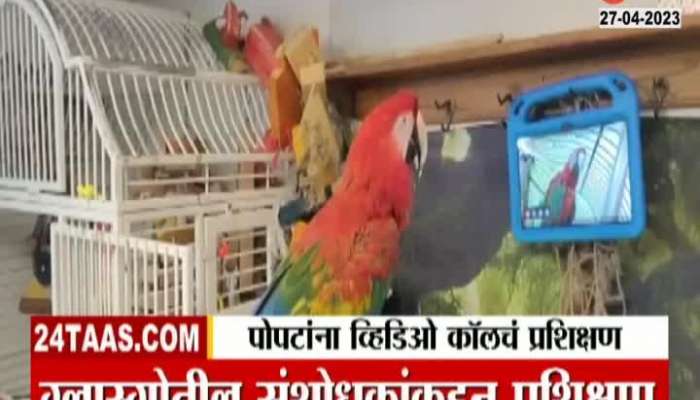 Glasgo Pet Parrot Video Call Training