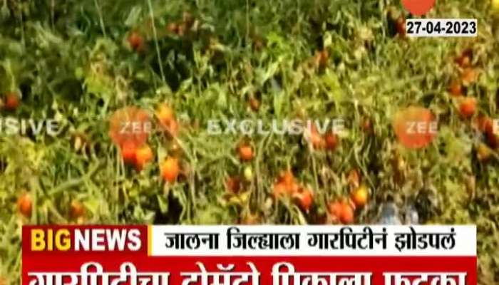 Jalna Farmers Reaction On Tomato Crop Damage From Hailstrom