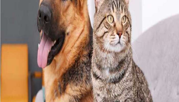 Diabetes : कुत्रा आणि मांजर या पाळीव प्राण्यांना देखील डायबिटीज होण्याचा धोका