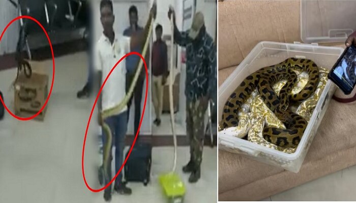 Video : अबब! विमानतळावर महिलेच्या बॅगेतून निघाले 22 साप