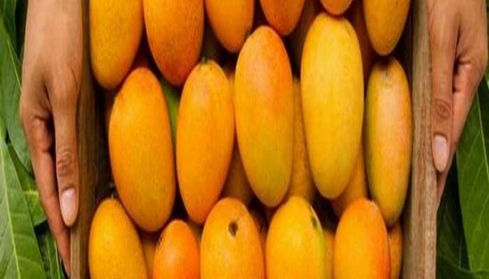 how to keep mangoes fresh for long time know how to freeze mangoes 
