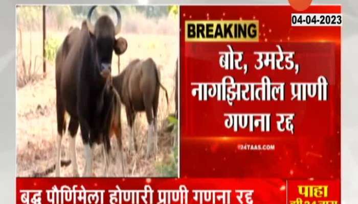 Animals Counting On Budh Poornima Cancelled For Unseasonal rain