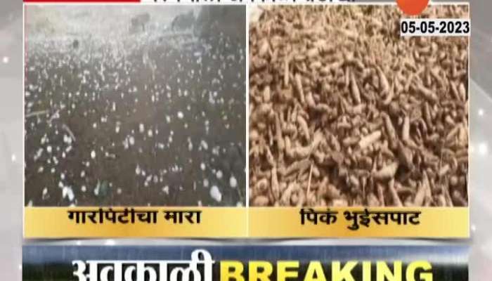 Parbhani Farms Damage Form Unseasonal Rainfall And Hialstrom