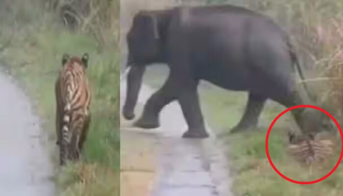 जेव्हा वाघासमोर हत्तीचं कपळ येतं तेव्हा...इंटरनेटवर व्हिडीओ तुफान VIRAL  