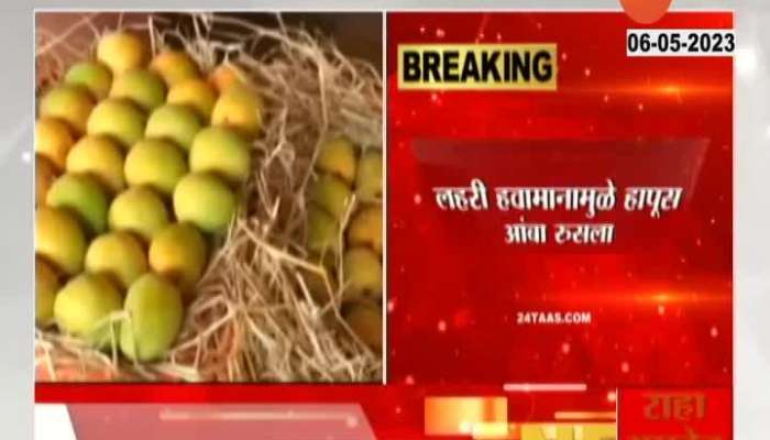 Kokan Alphanso Mango Production Reduced from Climate Chage