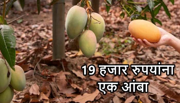 प्रती नग 19000 रुपये दराने &#039;तो&#039; विकतोय आंबे! जाणून घ्या यामागील नेमकं कारण