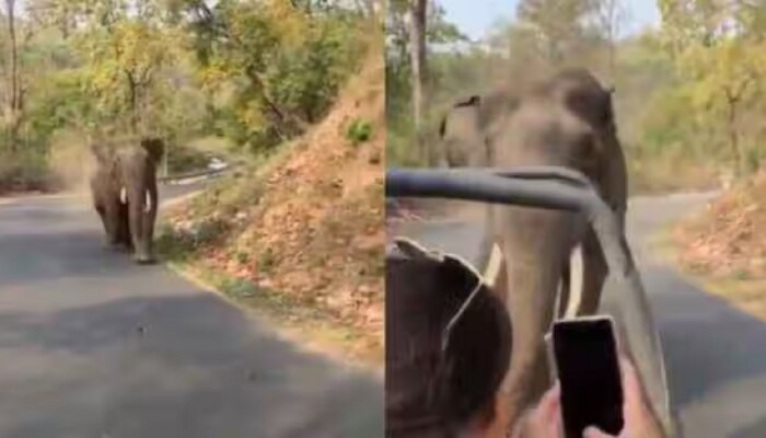 जंगलात हत्तीला पाहून तरुणीने केलं असं कृत्य, गजराजाचा हा Viral Video पाहिला का?