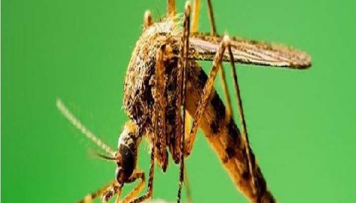 काही ठराविक लोकांनाच मच्छर का जास्त चावतात? थक्क करणारे वैज्ञानिक कारण