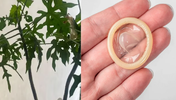 झाडावर टोमॅटोच्या ऐवजी लागले Condom! फोटो होतायत व्हायरल