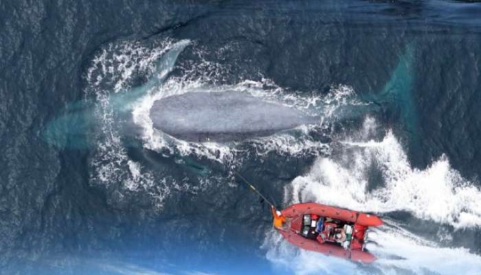 blue whale interesting